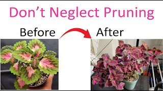 The Art of Coleus Pruning Mastering the Technique for Gorgeous Plants [upl. by Eixel]