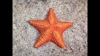 Ambulacral System in Star fish  Asterias rubens [upl. by Alderson362]