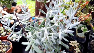 Propagating Cotyledon Orbiculata Flanaganii [upl. by Dace]