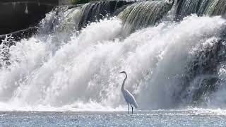 Grande aigrette  Great Egret [upl. by Harpp]