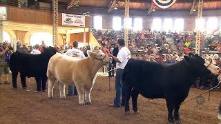 4H Grand Champion Steer [upl. by Asillem]