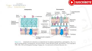 BACTERIOLOGÍA Bacterias Gram  y Gram  Estudios M y C [upl. by Asila328]