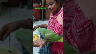 Parrot play on handtiya pakhir khelatota ka vedeo [upl. by Asiak]