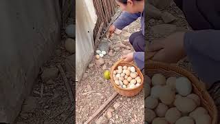 The process of picking eggs in the chicken farm [upl. by Vogel]