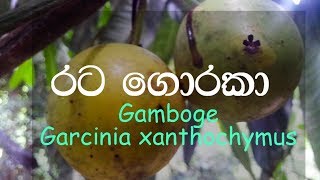 Ratagoraka  Gamboge  Garcinia xanthochymus  Ayurvedic plants [upl. by Gnat964]