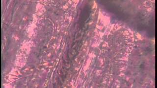 Blood Thur Veins2 Microscopy blood circulating flowing capillaries corpuscles vessel FVSS master Ser [upl. by Taveda414]