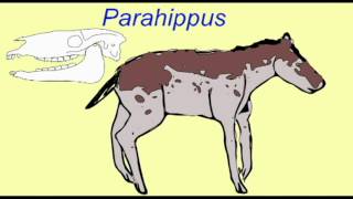 HORSE EVOLUTION Parahippus [upl. by Ardnaet]