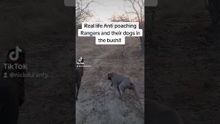 Anti poaching Rangers and their dogs foryou rangers dogs patrol bush wildlife shorts short [upl. by Yrbua]