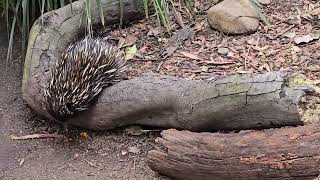 Los Equidnas Sydney Australia [upl. by Ennelram592]