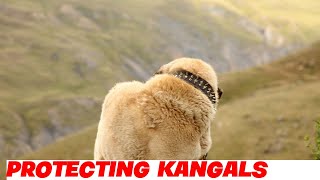 Kangal Dog Genetics Understanding Their Health [upl. by Wie]