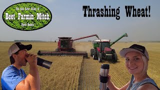 Family Farming Wheat Harvest in North Dakota [upl. by Esilana]