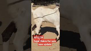 Sojat Bakra for sale new update812249870046927viral Govandi Mumbai [upl. by Assira]