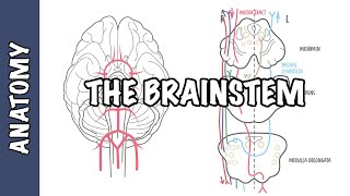 The Brainstem Clinical Anatomy  Rule of 4s midbrain medulla pons [upl. by Barbey550]