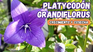 PLATYCODON GRANDIFLORUS GUÍA COMPLETA DE CUIDADOS [upl. by Ime]