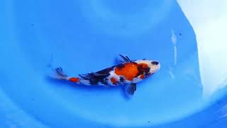 Showa Genjiro Koi Farm Size 23 cm [upl. by Ingold]