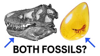 What is a fossil [upl. by Ahsemed]