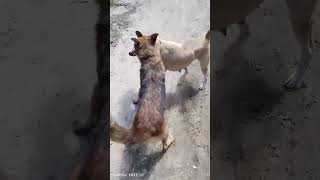 part 2Dog fighting to deathGerman shepherd vs local dog [upl. by Leiba]