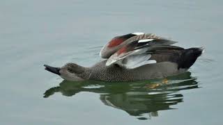 Gadwall duck sound call and pictures volcanoofbeauty5481 [upl. by Persse]