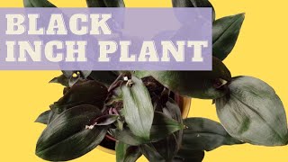 TRADESCANTIA SPATHACEA  How to care for Tradescantia Spathacea Roxxo  Inch plant care tips [upl. by Ljoka]