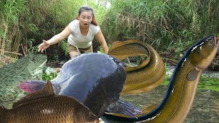 Top video Harvesting fish with nets using water pumps to catch fish and fish traps eel traps [upl. by Biamonte612]