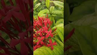 Red and yellow Ixora flowers in my home garden [upl. by Jago]