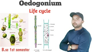 Oedogonium Bsc 1st semester Life cycle of oedogonium Thallus structure Classification Reproduction [upl. by Mosra]