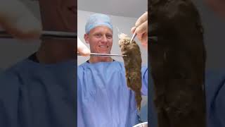 Vet Pulls Out NEVERENDING HAIRBALL from Cats Stomach  Bondi Vet shorts [upl. by Dominy]