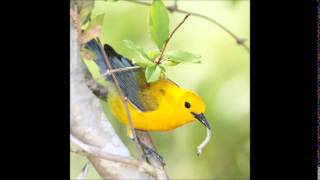 Prothonotary Warbler Song [upl. by Lamar105]