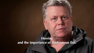 Herring and the importance of diadromous fish with Dave Sargent [upl. by Kienan488]