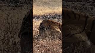 The Circle of Life A Tiger with Its Fresh Kill in Ranthambore tigerconservation indianwildlife [upl. by Kciremed]