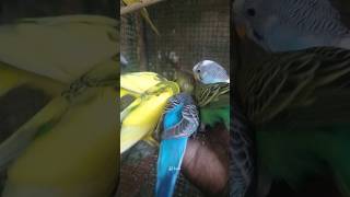 Budgies hand tamed shortvideo Rjbirdstamil [upl. by Ettesoj]