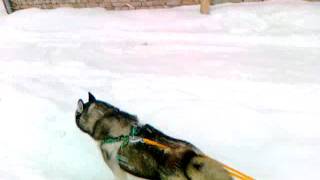 Sibirski haski vuce sanke Siberian husky pulling sleds [upl. by Skippy623]