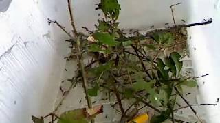 LEAFCUTTER ANTS TIMELAPSE [upl. by Lyns405]