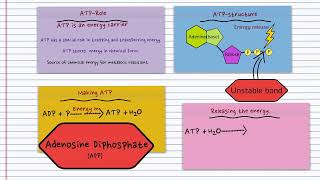 ATP Rapid RevisionBasic IntroductionBiology BugbearsImportant for 2024 [upl. by Murat]