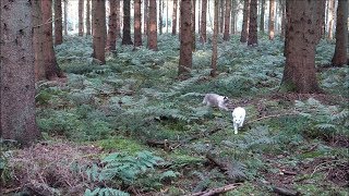 Siamese Cats explore New Forest OffLeash Dead Weasel Trailer quotBunkerquot amp Fairy Taillike Area [upl. by Micki]