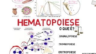 Hematopoiese [upl. by Anid]