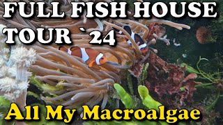 Full Macroalgae Fish House Tour  Reef Tank  PlantedReef [upl. by Nalor]