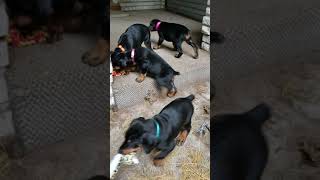 PuppyFindercom  Doberman puppies [upl. by Irrab]