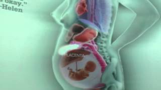 Internal Organs Throughout Pregnancy [upl. by Wera]