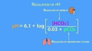 AcidBase Regulation Henderson Hasselbach Equation [upl. by Neitsabes]