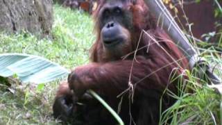 Orangutan Enrichment  Sacramento Zoo [upl. by Anisamot458]