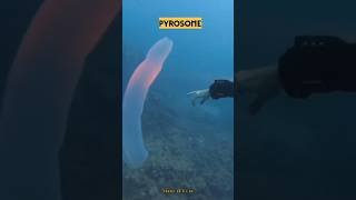 PYROSOME Pyrosome seacreatures sealife amazingfacts viralvideo interestingfacts [upl. by Oicanata]