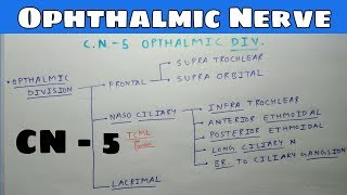 Trigeminal Nerve  Part 1  Opthalmic division  The Charsi of Medical Literature [upl. by Lawrence449]