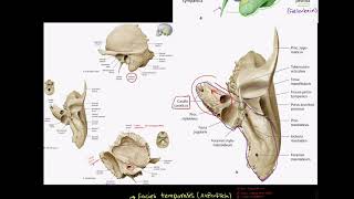 06c Anatomie Os temporale  Schläfenbein [upl. by Salguod969]