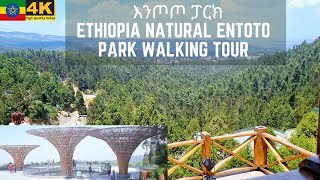 እንጦጦ ፓርክ ሙሉ ጉብኝት Relaxing Entoto Park Full Walking Tour  Natural park in Addis Ababa Ethiopia [upl. by Ecarret]