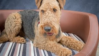 Hamish  Airedale Terrier  4 Weeks Residential Dog Training [upl. by Aridnere]