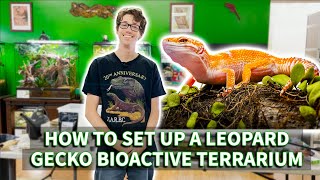 How to set up a Leopard gecko BioActive terrarium [upl. by Figone]