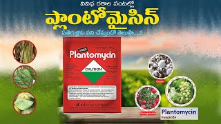 Plantomycin uses in telugu  plantomycin fungicide dose  plantomycin price [upl. by Amein]