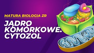 Jądro komórkowe i cytozol MATURA BIOLOGIA ZR [upl. by Moretta]