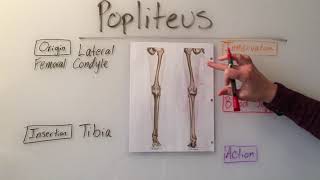 Popliteus Muscle Anatomy [upl. by Dnar]